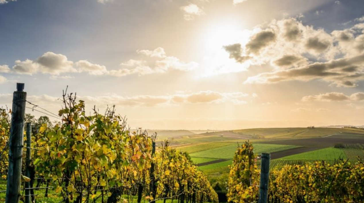 Una firma argentina de vinos sumó más de cinco mil hectáreas sustentables