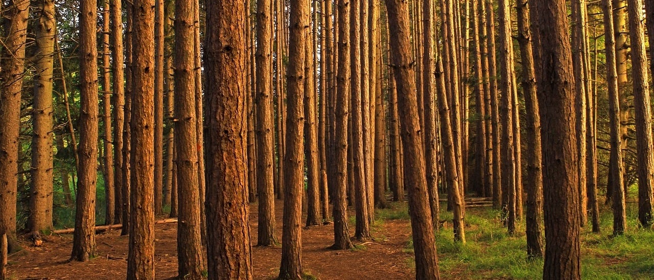 Economía sustentable: acciones en las empresas, en el ámbito educativo, en el bosque, en el océano y en la comunicación