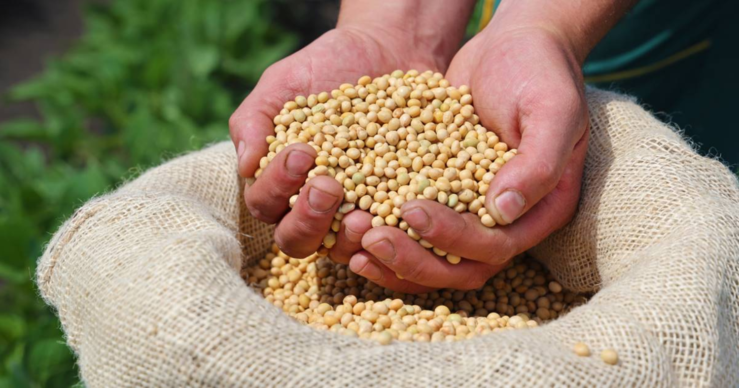 La Argentina se posiciona en los mercados sustentables gracias a la harina de soja libre de deforestación